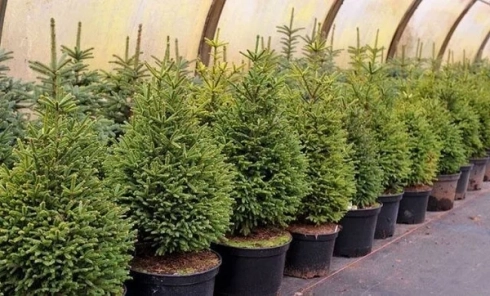 Как выращивают живые ёлки?